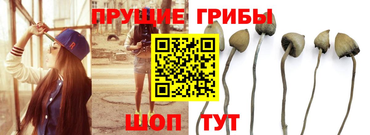 Галлюциногенные грибы Psilocybe  Вход с VPN  закладки  Отрадное 